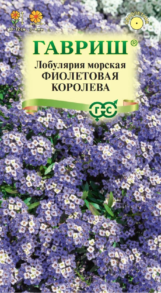 Фиолетовая королева