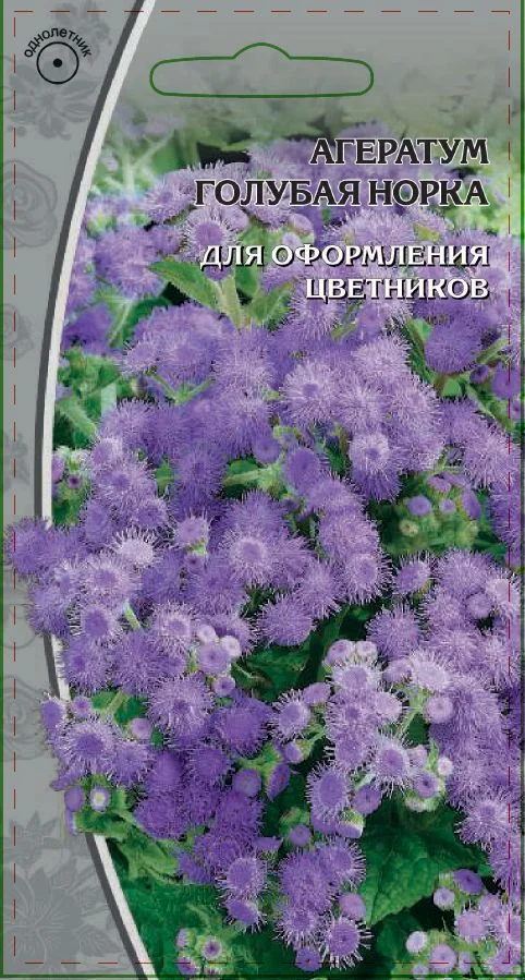 Миниатюра изображения сорта Голубая норка (Блю Минк)