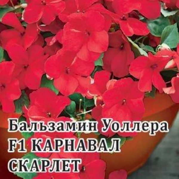 Карнавал Скарлет