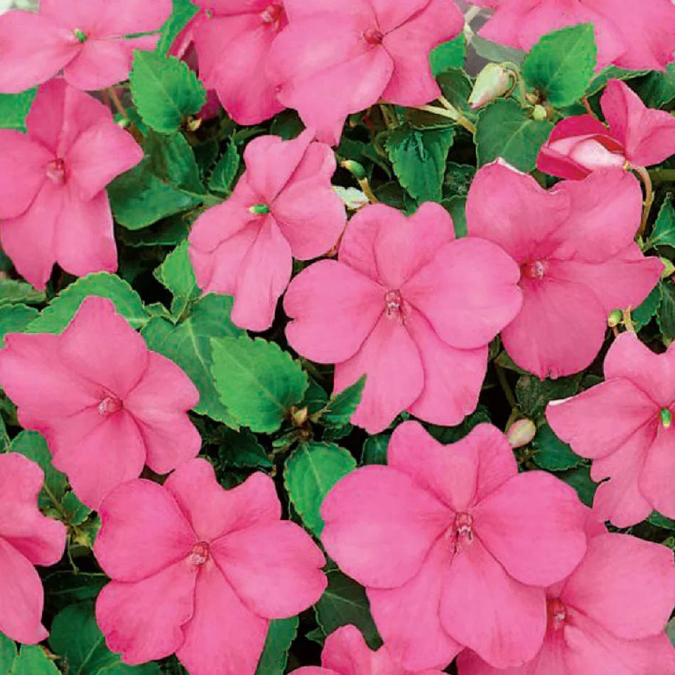 Карнавал Металик Пинк