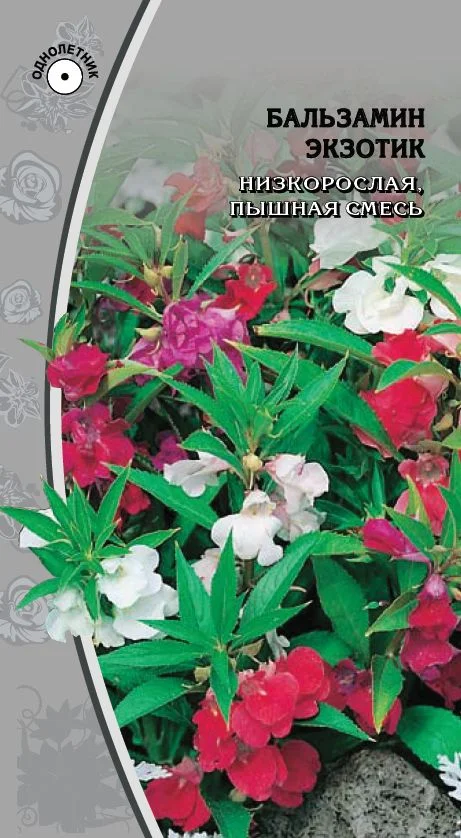 Миниатюра изображения сорта Экзотик