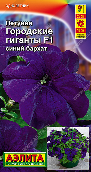 Городские гиганты синий бархат