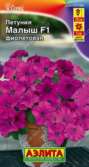 Малыш фиолетовая