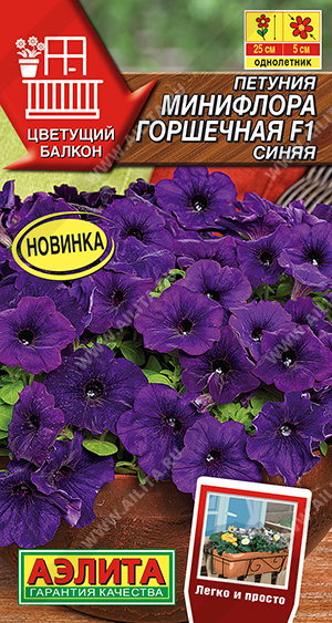 Минифлора горшечная синяя