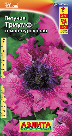 Триумф темно-пурпурная