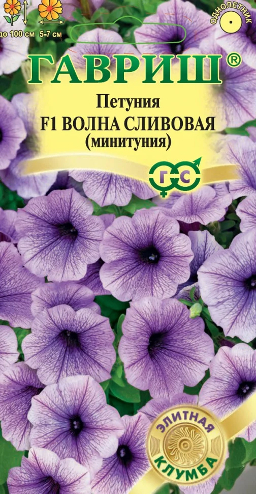 Волна Сливовая