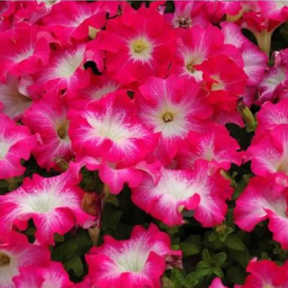 Дримс Роуз Морн