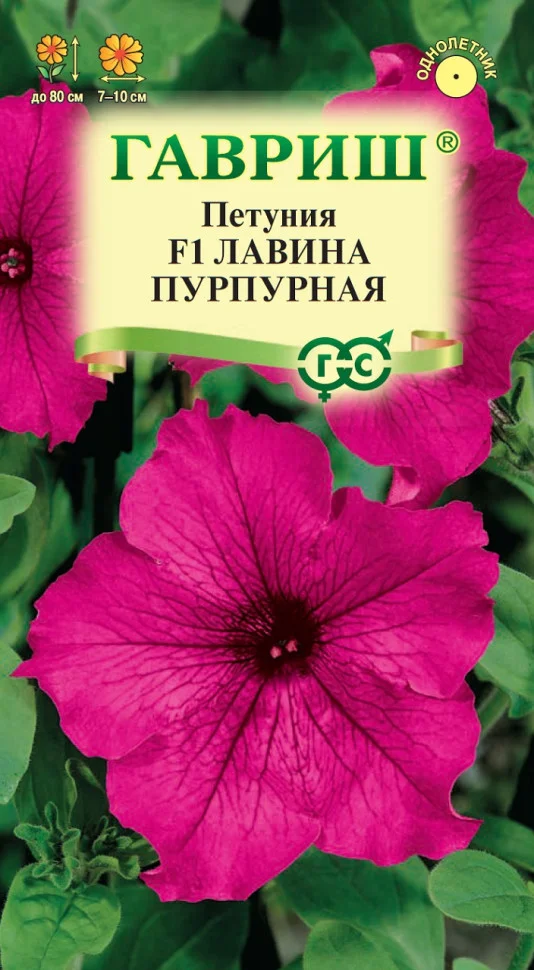 Лавина пурпурная