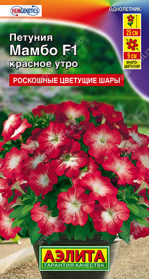 Мамбо Красное утро