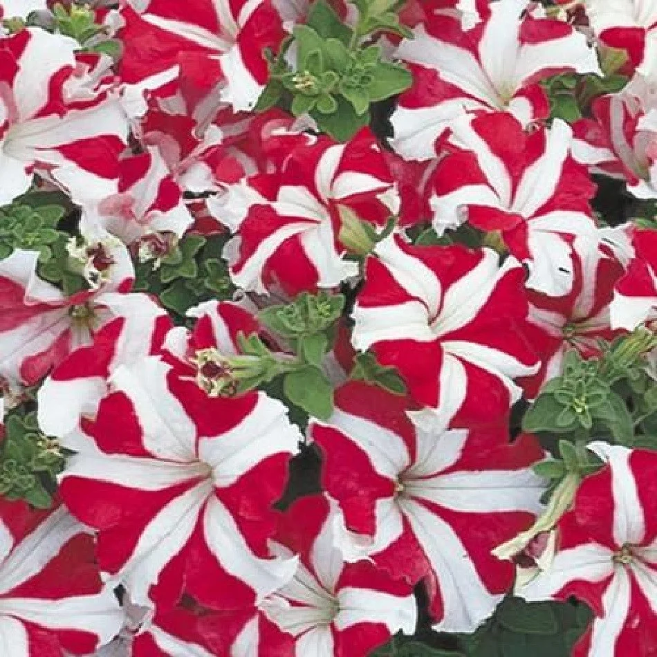 Кан Кан Пикоти вельвет