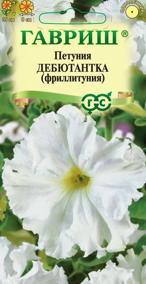 Дебютантка