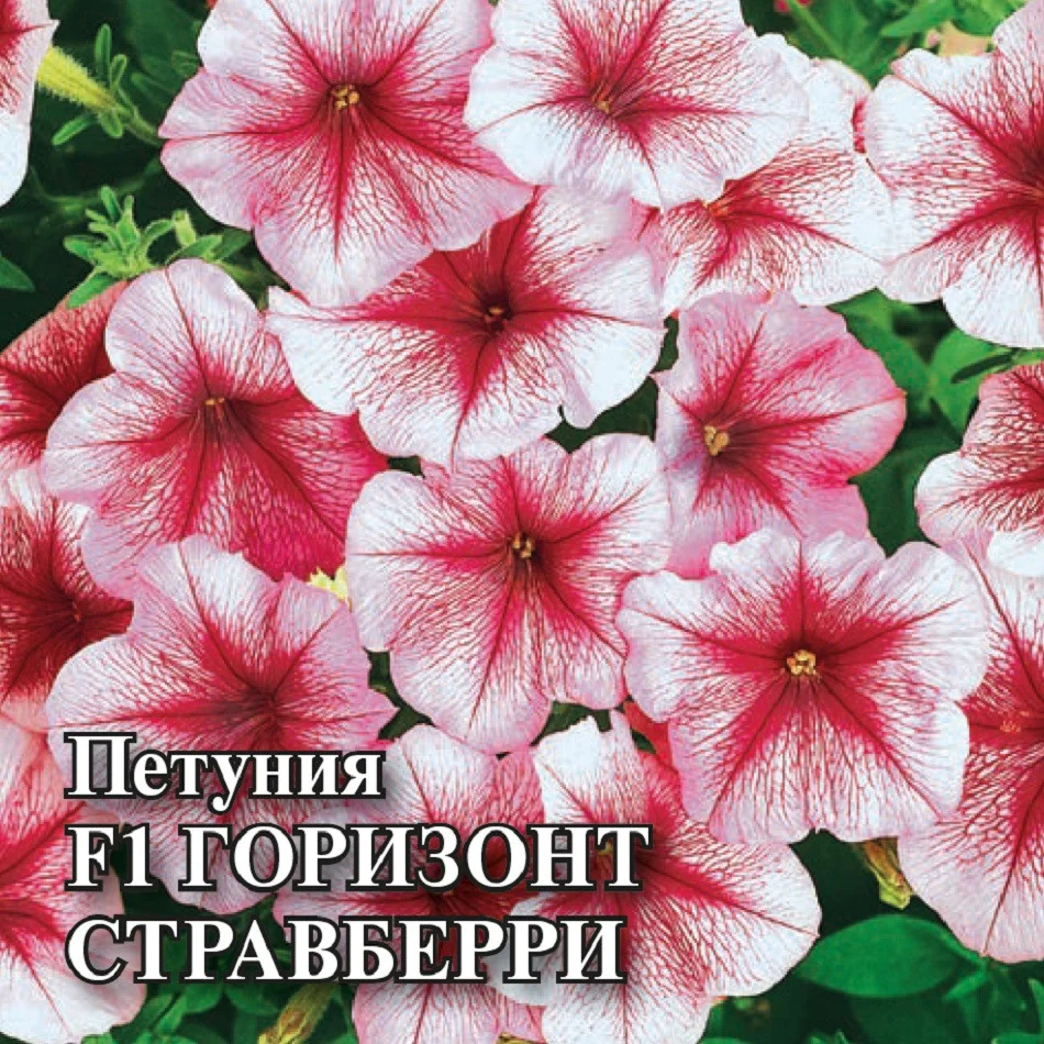 Горизонт Стравберри