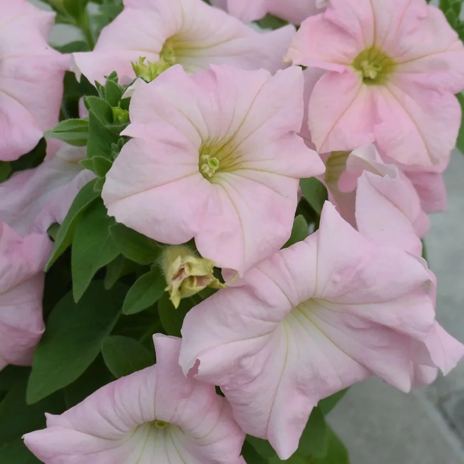 Минитуния Дримс Эппелблоссом