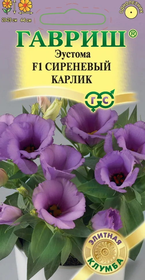Сиреневый карлик