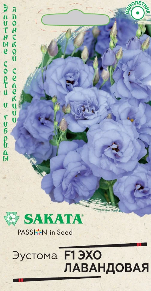 Эхо лавандовая