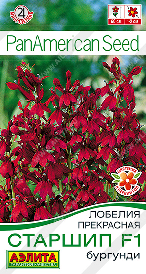 Старшип бургунди