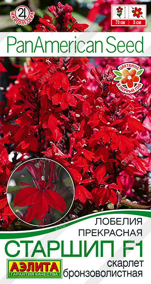 Старшип скарлет бронзоволистная