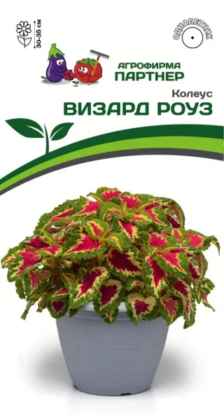 Миниатюра изображения сорта Визард Роуз