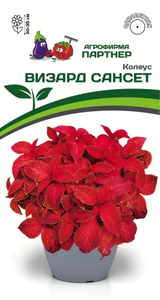 Миниатюра изображения сорта Визард Сансет