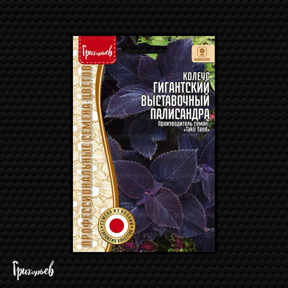 Гигантский Выставочный Палисандра