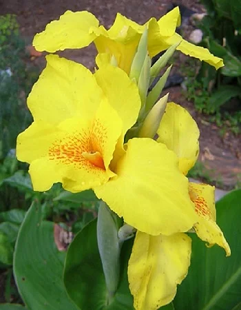 Ричард Уоллес