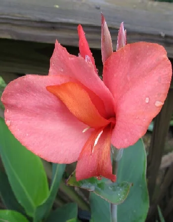 Ватермелон