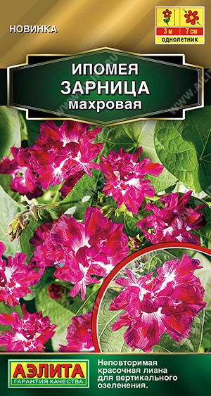 Зарница махровая