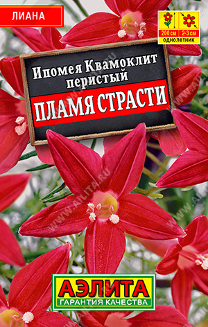 Квамоклит Пламя страсти