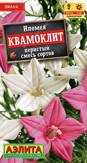 Квамоклит