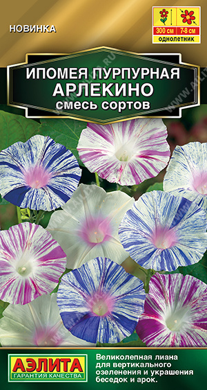 пурпурная Арлекино