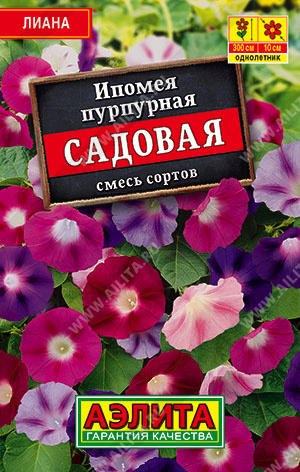 пурпурная Садовая