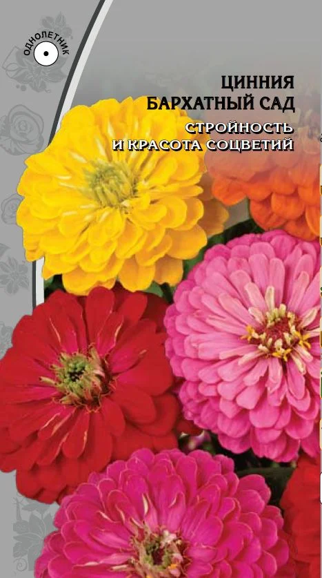 Миниатюра изображения сорта Бархатный сад