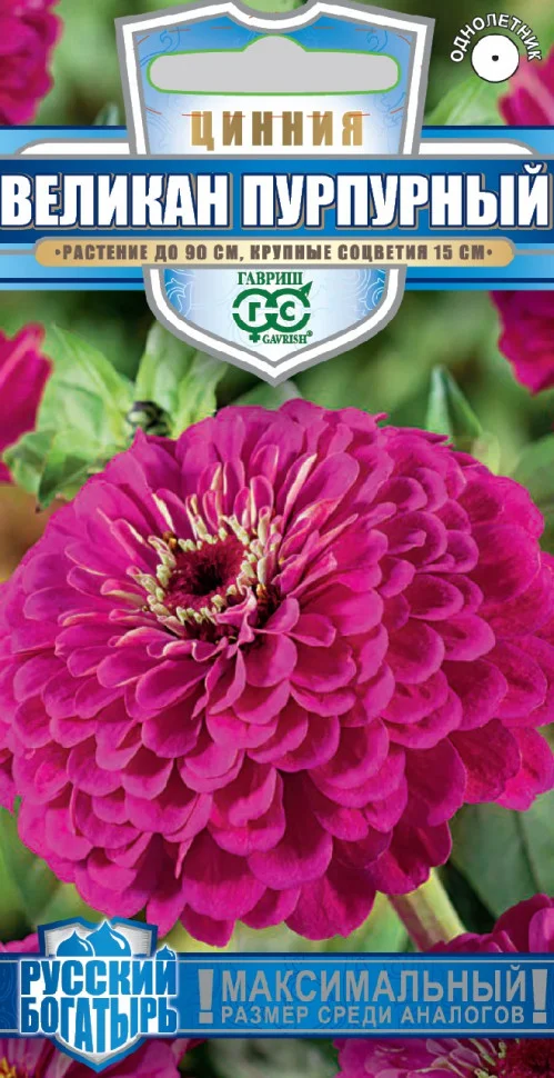 Великан пурпурный
