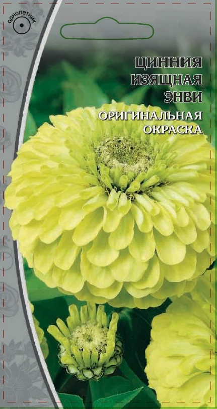 Миниатюра изображения сорта Энви