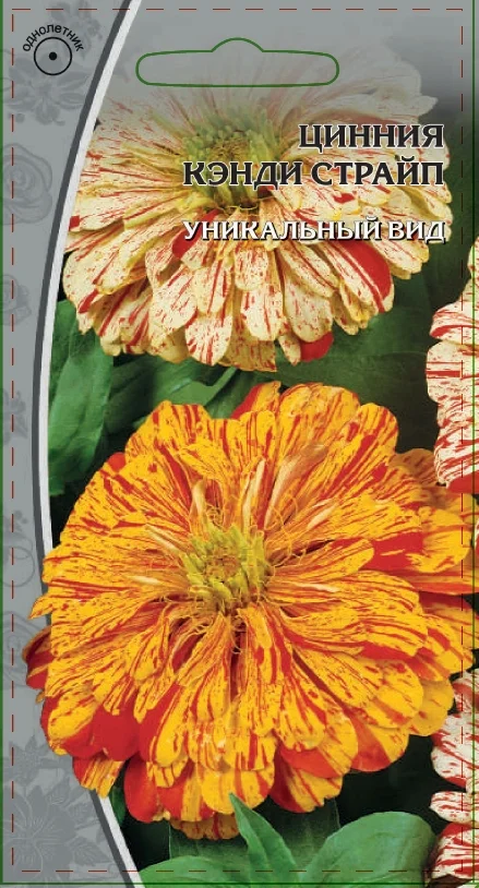 Кэнди Страйп