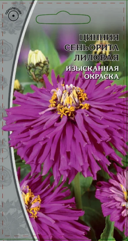 Синьорита лиловая