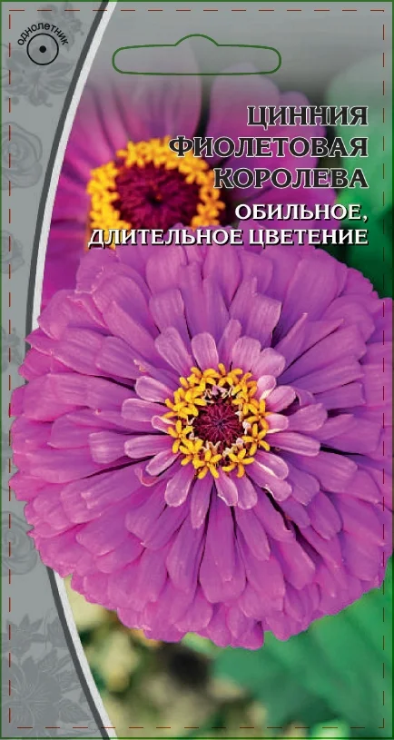 Фиолетовая королева