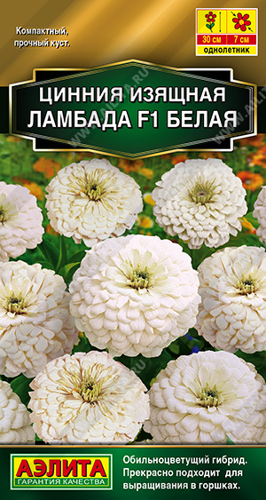 Ламбада белая