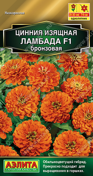 Ламбада бронзовая