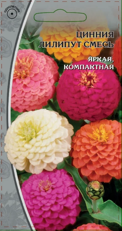 Миниатюра изображения сорта Лилипут