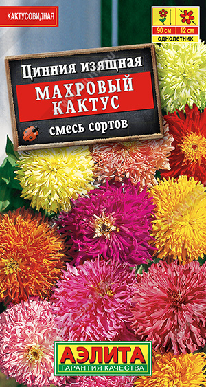 Махровый кактус