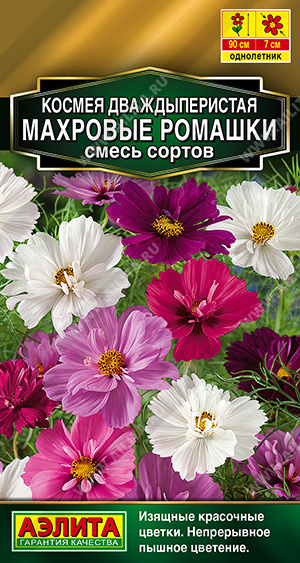 Махровые ромашки