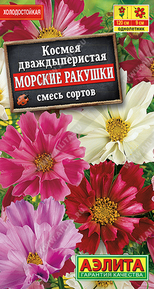Морские ракушки
