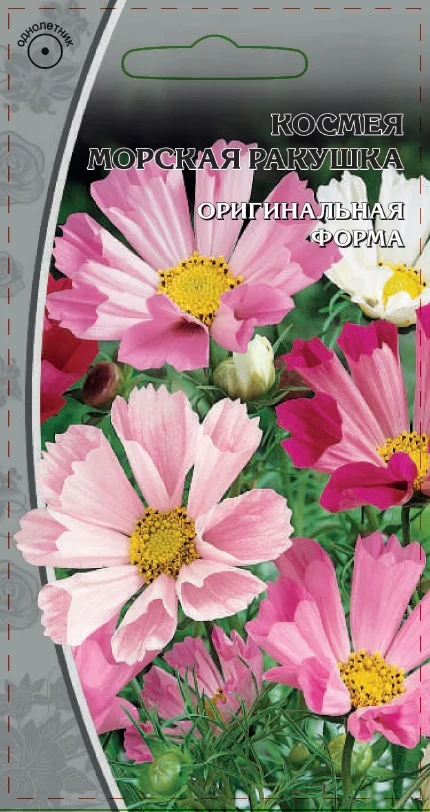 Миниатюра изображения сорта Морские ракушки