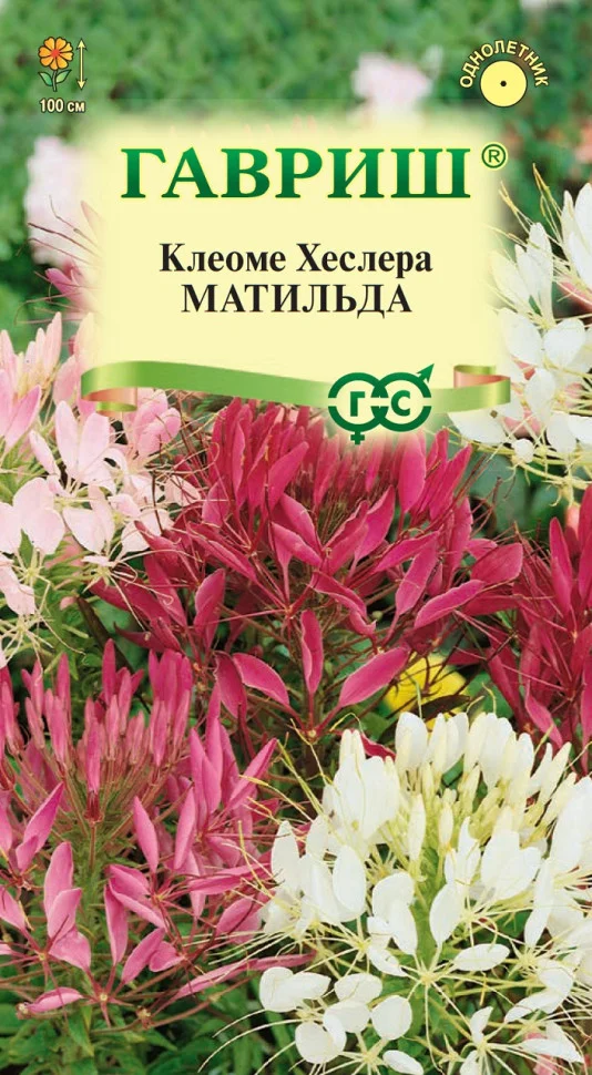 Матильда колючая смесь