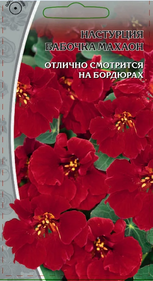 Бабочка Махаон