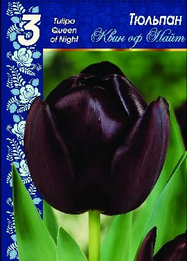 Квин оф Найт