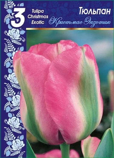 Кристмас Экзотик