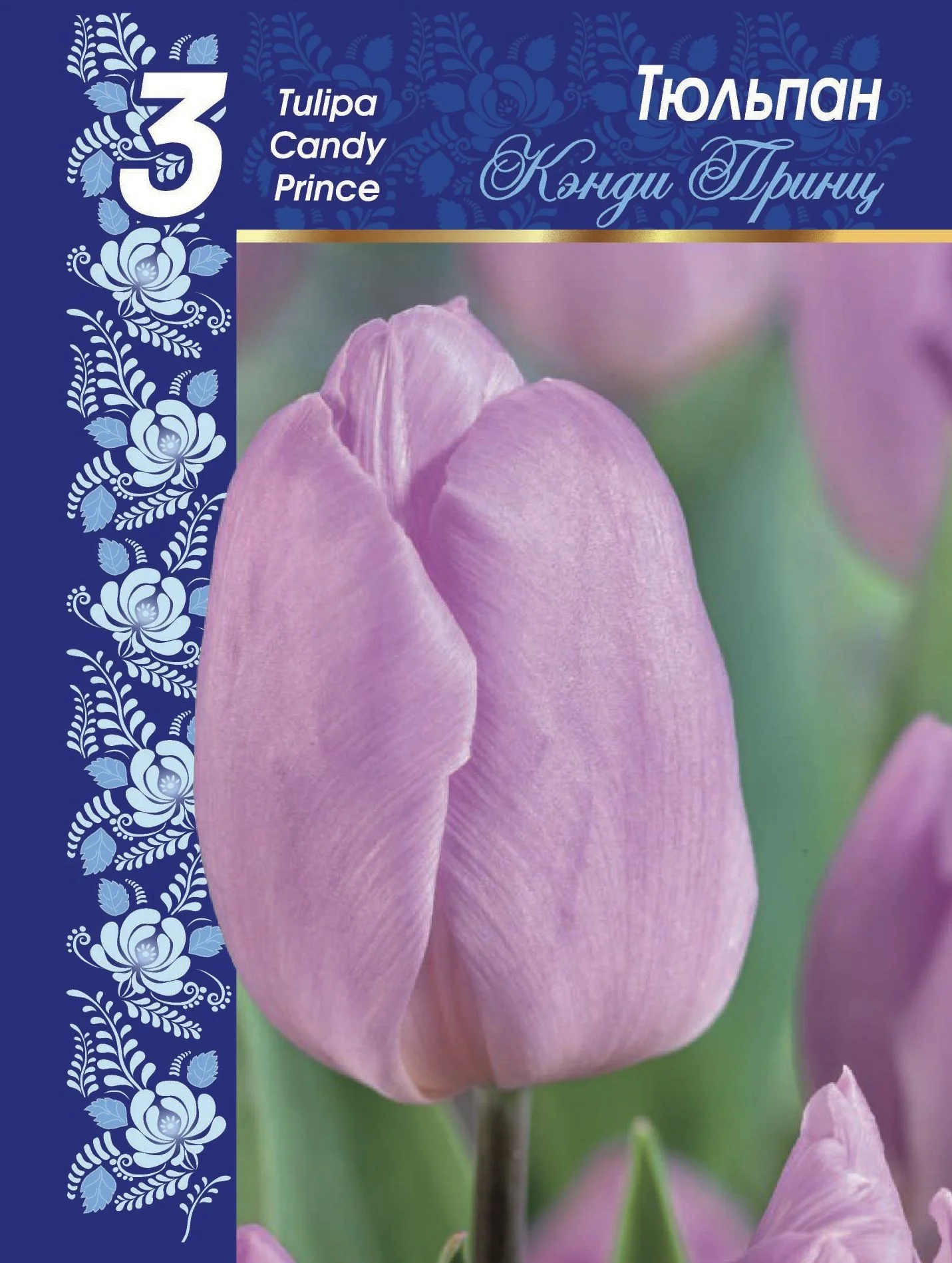 Кэнди Принц