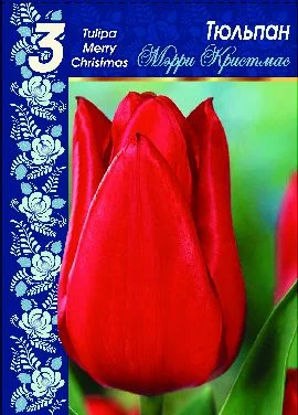 Мери Кристмас